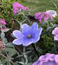 La Vida Lilla blomst på spyd, 80 cm* Kirkegården|Sorg-bearbejdning